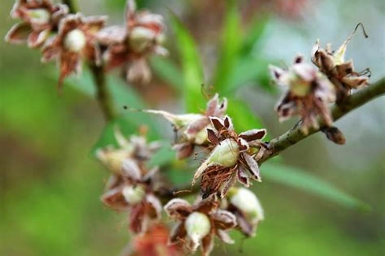 月季花可以无土栽培吗