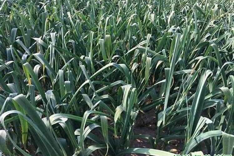 硫酸锌对种大蒜的作用