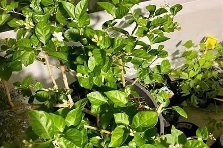 山竹怎么种植方法