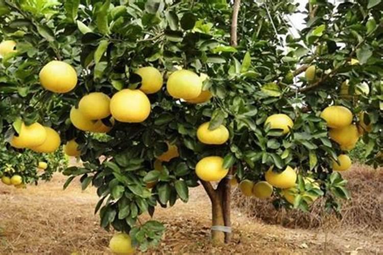 小麦硼肥的最佳使用时期