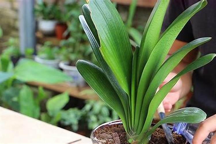 怎么看土豆有没有发芽 土豆有没有发芽如何辨别