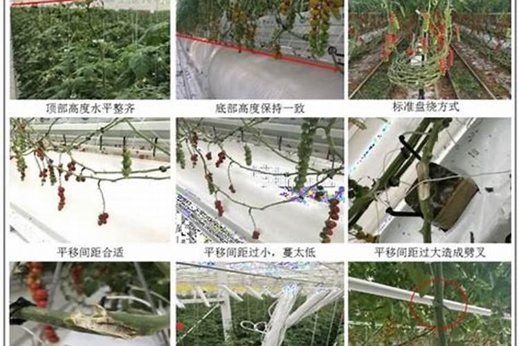 小蕃茄种植方法