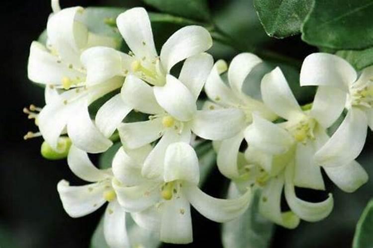 九里香用什么肥