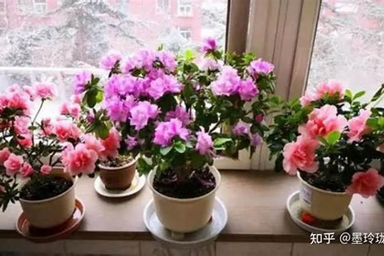 冬天可以给绿植施肥吗