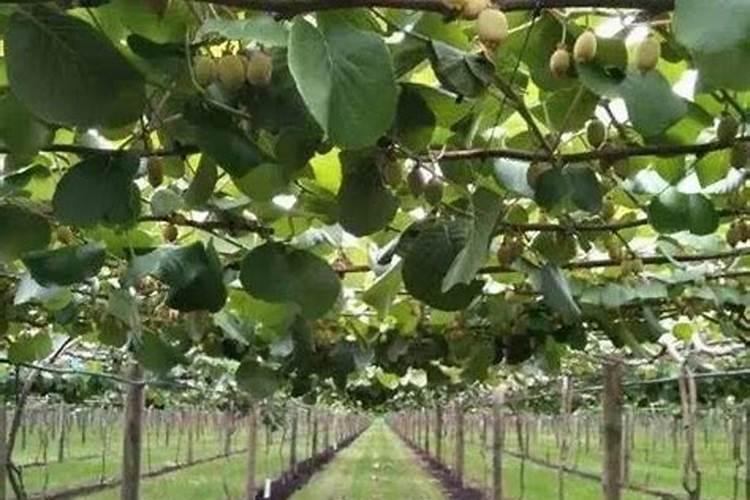 施肥过多烧苗怎么补救