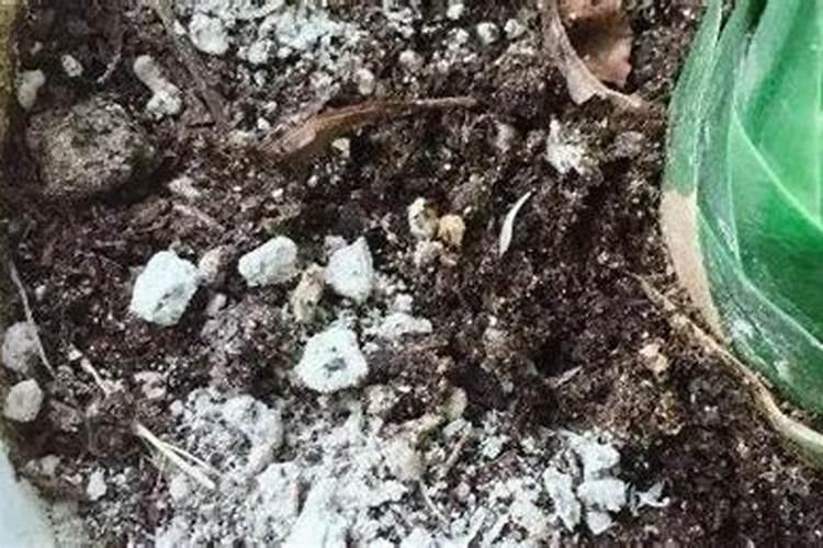 芭蕉怎么施肥施哪一些肥