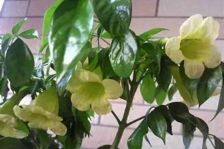 幸福树开花吗？一年几次花？