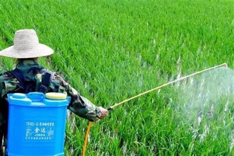 一亩地玉米究竟要施多少化肥