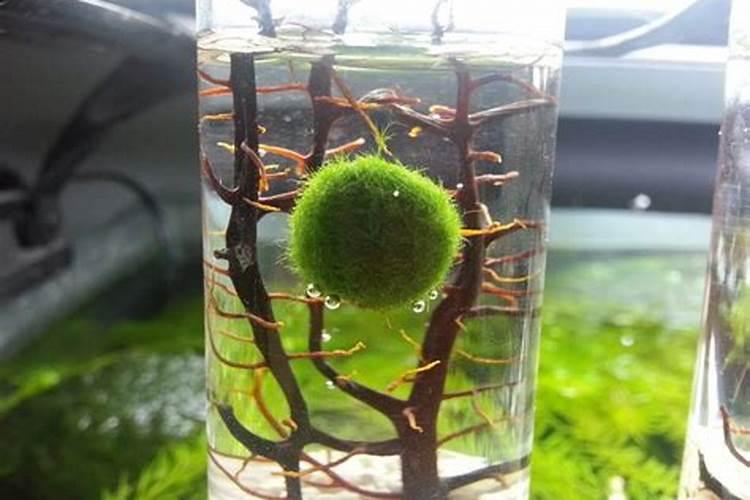 小球藻在家怎么培养