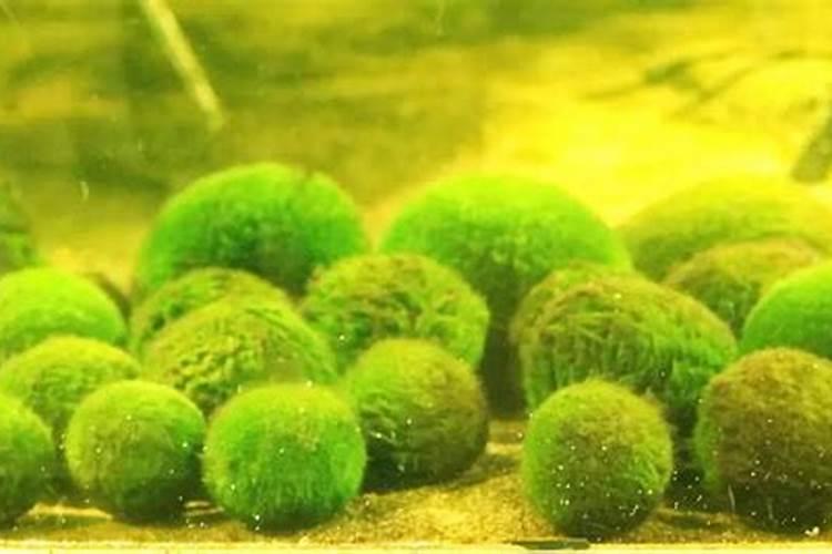 小球藻在家怎么培养