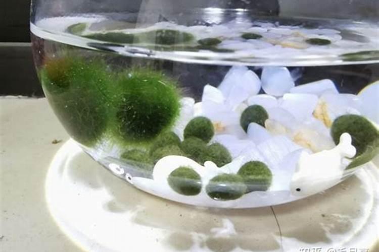 球藻怎么养殖和注意事项