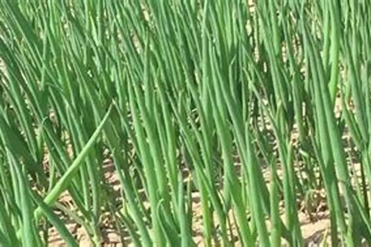 香葱需要什么样的肥料最好呢