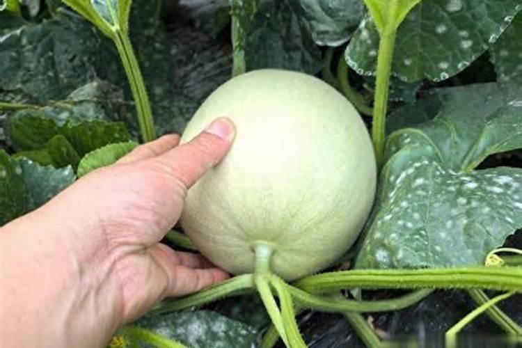 大棚种甜瓜用什么底肥好