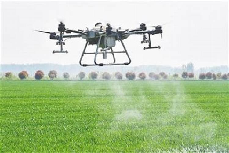 在家如何种茄子