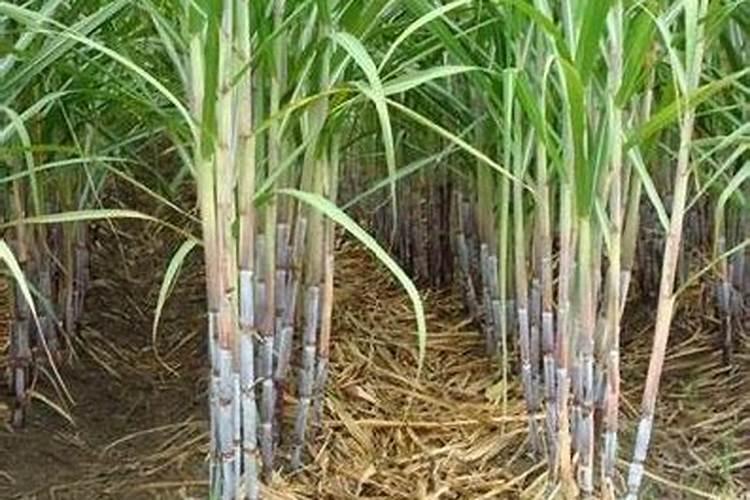 江苏金土地种业有限公司公司简介