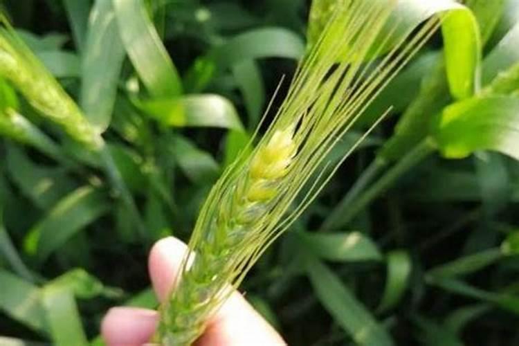 雅施达的功效与作用