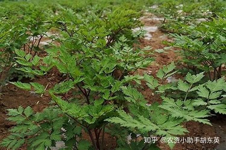 微量元素肥料正确使用方法