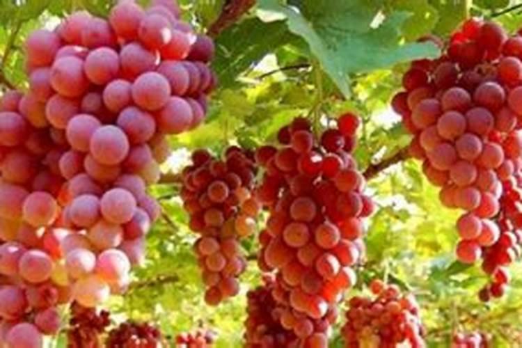 葡萄坐果后施什么肥料