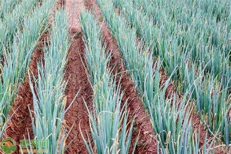 芝麻酱渣大白菜做底肥可以用吗？