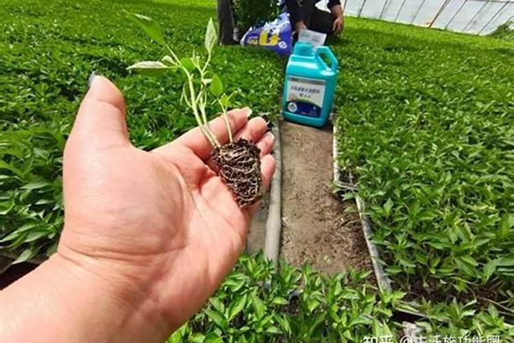 西瓜要打头吗？什么时候打？