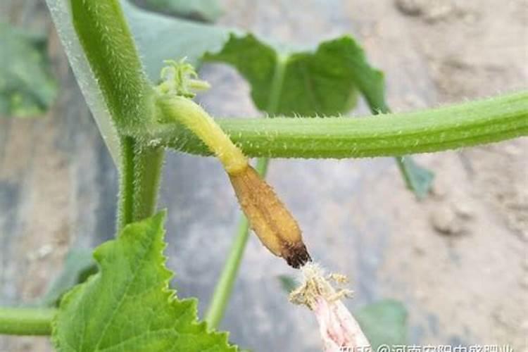 春羽水培好还是土培好,春羽怎么养长得茂盛