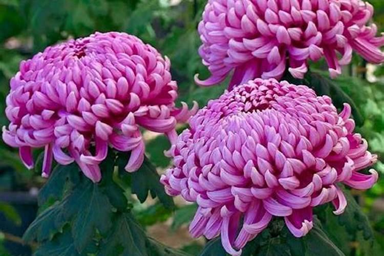 九月庭院盆栽菊花管理方法