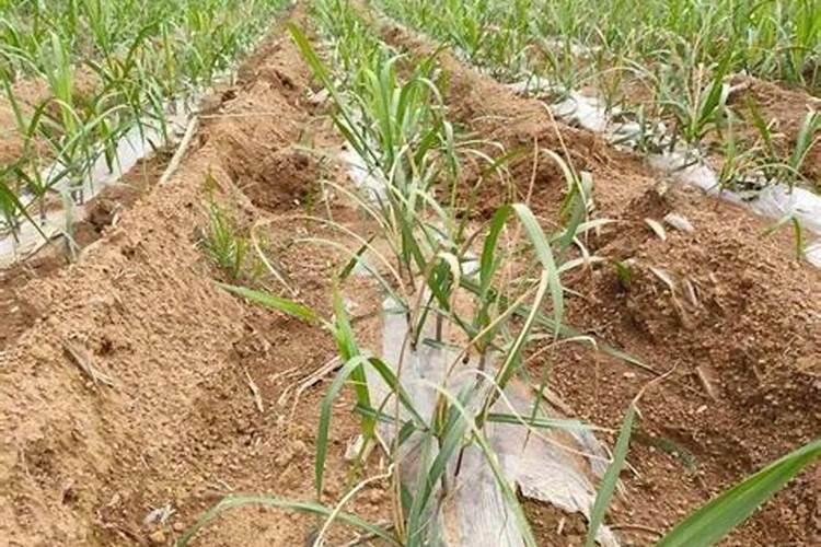 哪些粪肥是酸性的