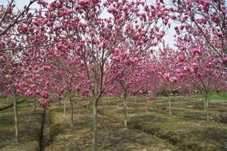 批发烧纸厂家在哪里