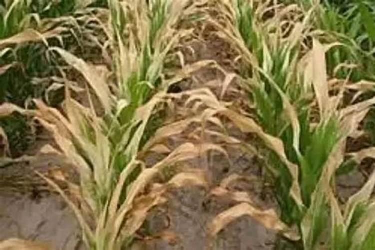 玉米叶片厚实浓绿矮小的原因