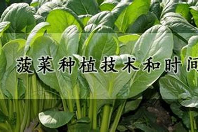 菠菜背面的病害,是不是霜霉