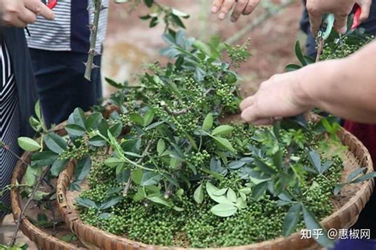 花椒施什么肥料好