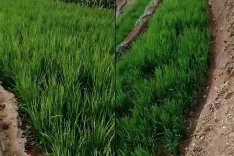 梅花施什么肥最好