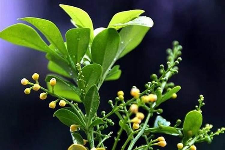 米兰花能用复合肥吗 还可以在生长期时