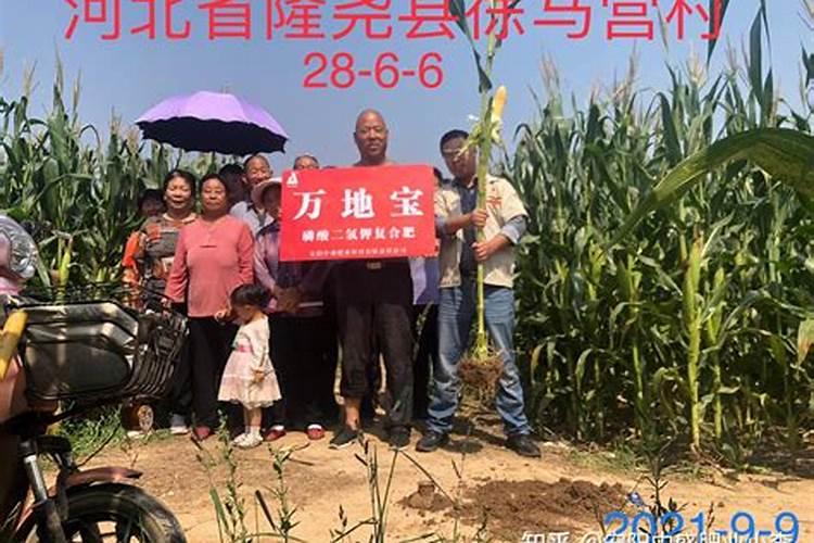 玉米的田间管理与施肥