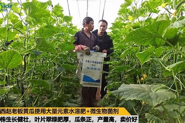 月季花可以用磷酸二氢钾肥吗(盆栽月季施什么肥最好)