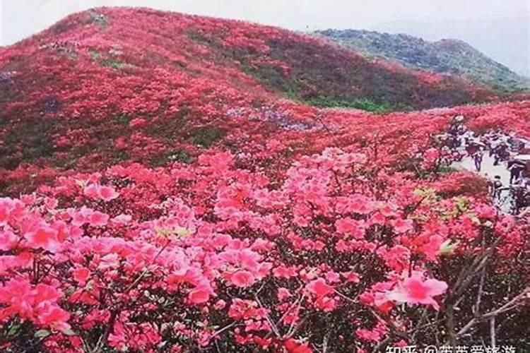 怎样给有花苞的杜鹃施肥
