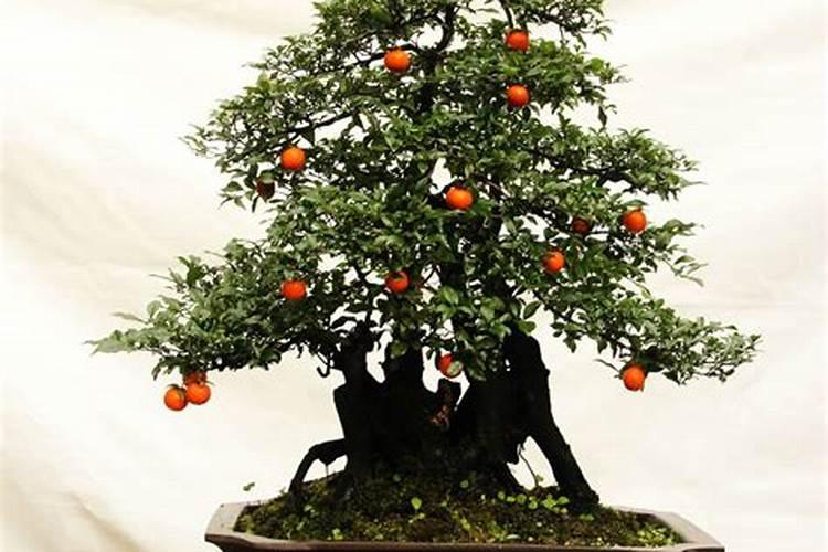 金弹子施什么肥最好