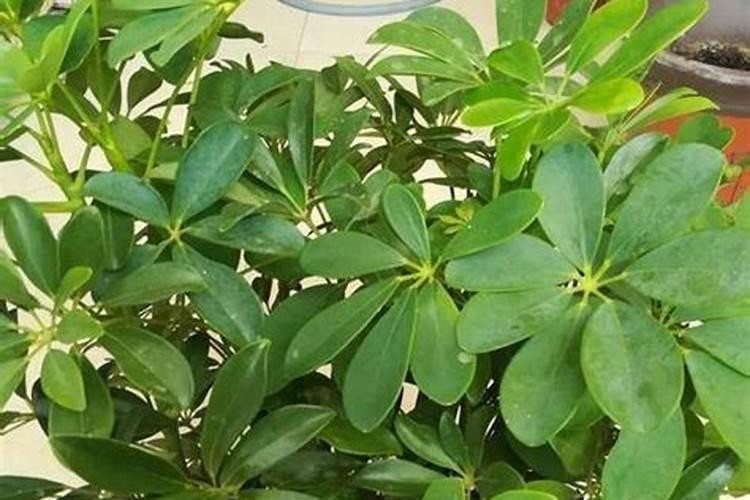 发财树用什么肥料最好