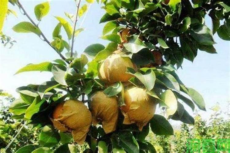 梨树每亩地用多少肥料