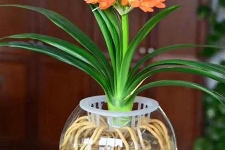 水培植物怎么施肥 水培植物如何施肥