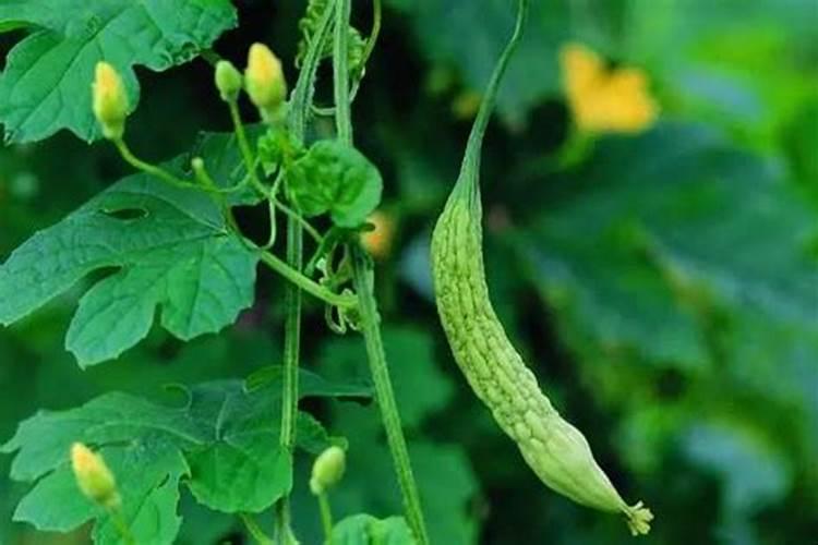 苦瓜施肥要施用什么水溶肥？