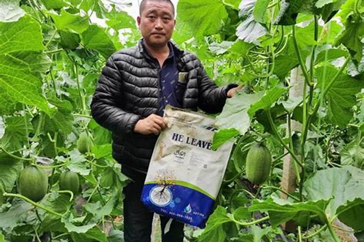 甜瓜增甜施水溶肥技巧