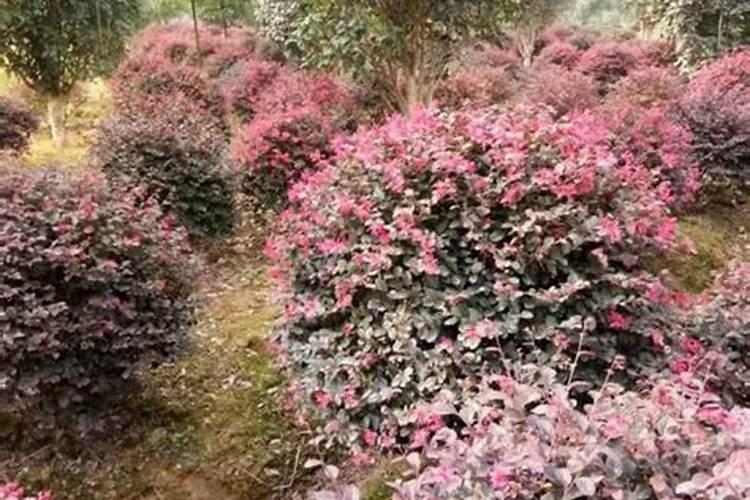红花继木多少天施次肥