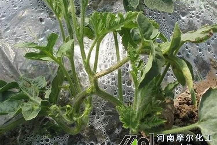 叶面肥三天喷一次可以吗