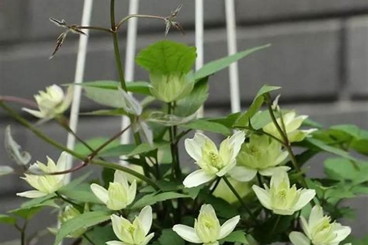 地栽铁线莲冬季可以施肥吗,容易使植株徒长