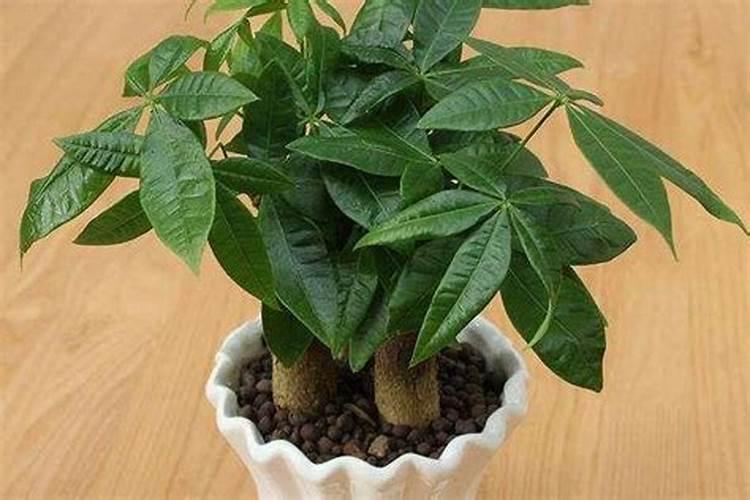 德美禾10玉米品种