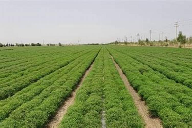 种植白芍不能使用什么除草剂