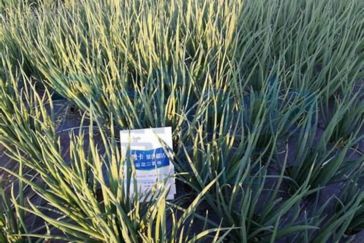 种大葱用什么肥料