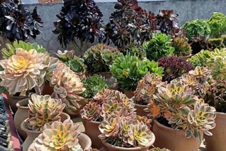 多肉怎么施肥才能更旺盛