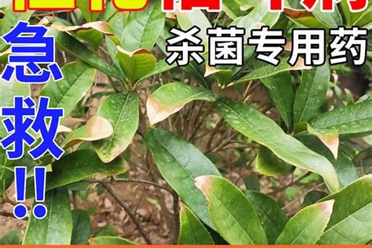 花生叶面肥的正确使用方法